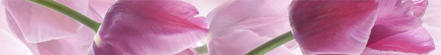 Tulipany Listwa (бордюр)