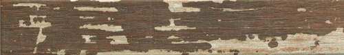 Kentucky Elm 1056581