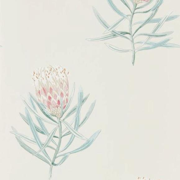 Обои Sanderson 216330 Protea Flower Porcelain/Blush