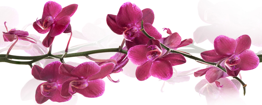 Orchis Centro (декор)
