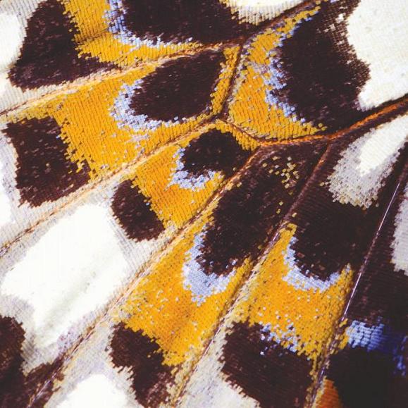 Панно Casadeco NICA87313418_s Mariposa s Orange