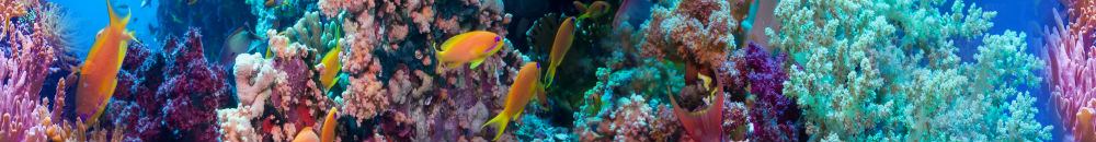 Бордюр Coralino Listwa
