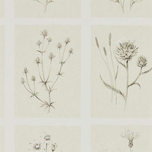 Обои Sanderson 216511 Little Thistles Ecru