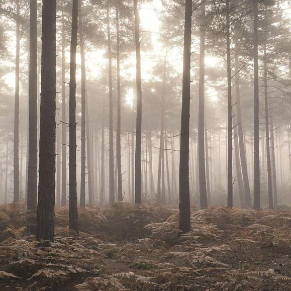 Панно Aura Signature G78426 Forest in the Mist