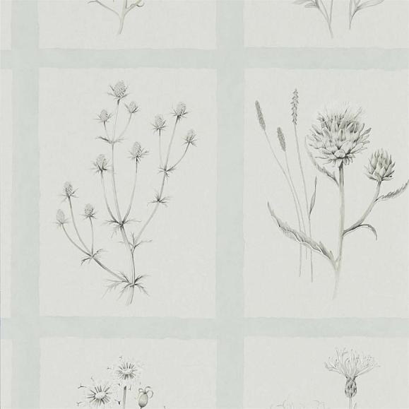 Обои Sanderson 216513 Little Thistles Grey Blue