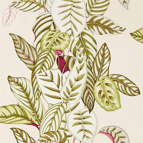 Обои Sanderson 216631 Calathea Olive