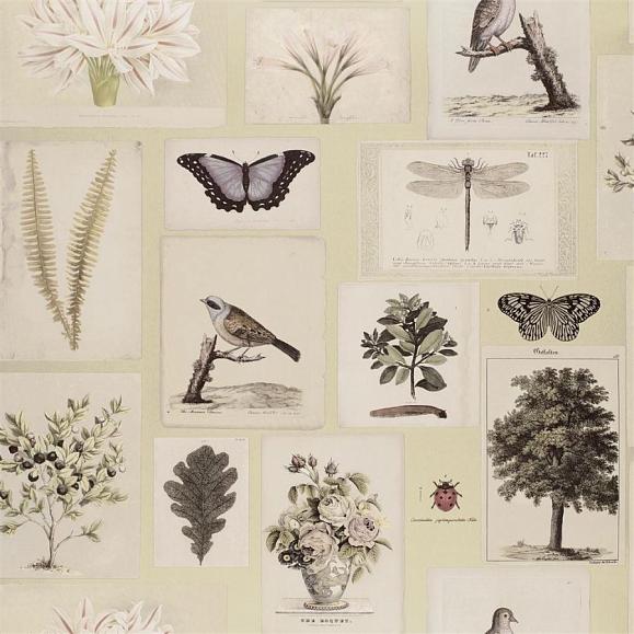 Обои John Derian PJD6001/03 Flora And Fauna Canvas