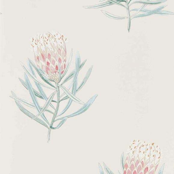Обои Sanderson DART216330 Porcelain/Blush Protea Flower