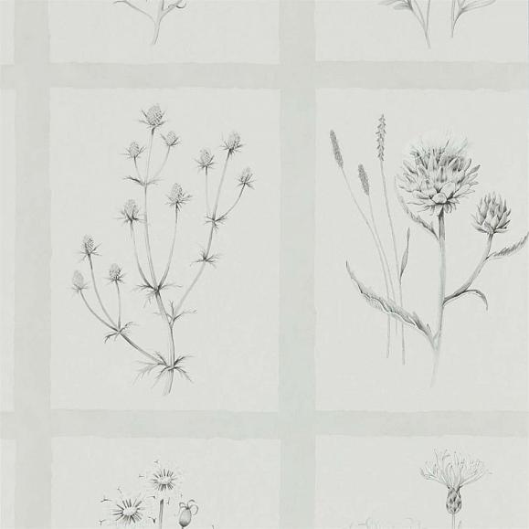 Обои Sanderson 216512 Little Thistles Pewter