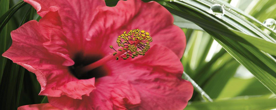 Hibiskus Centro 1 (декор)