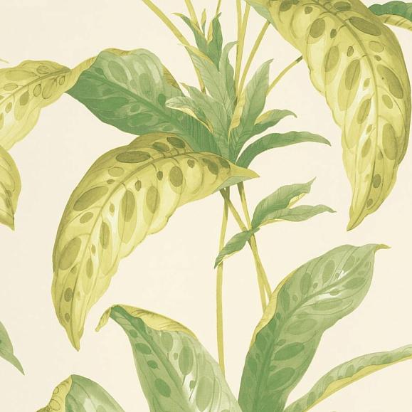 Обои Paint & Paper Library 0360TRCHELS Tropicane Chelsea Green II