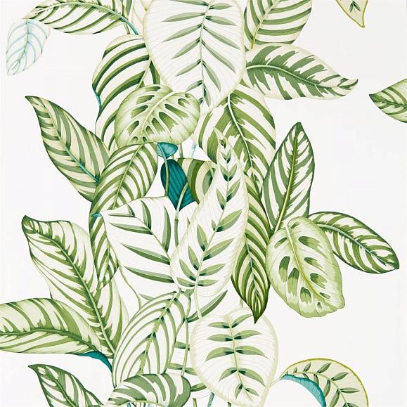 Обои Sanderson 216630 Calathea Botanical Green