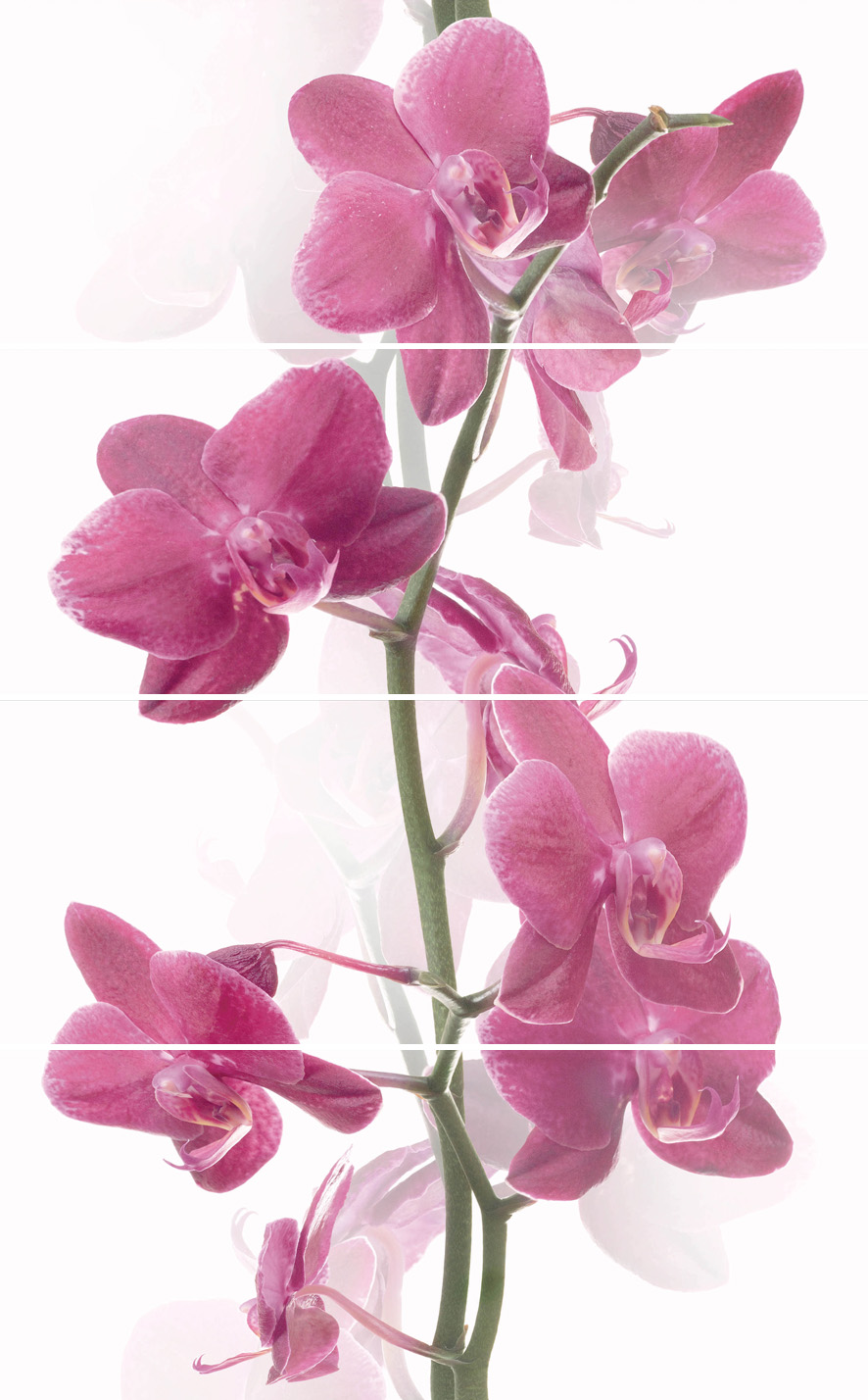 Orchis-4 (панно)