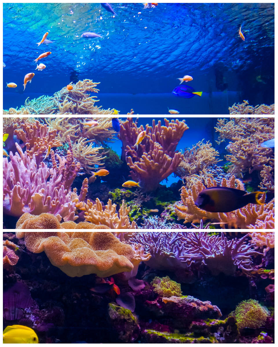 Панно Coralino-3 B