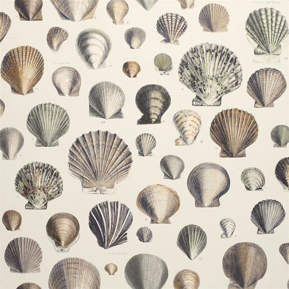 Обои John Derian PJD6000/02 Captain Thomas Browns Shells Oyster