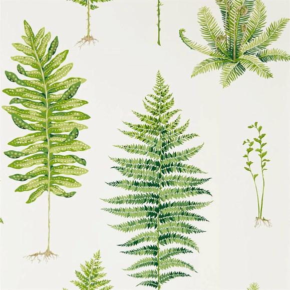 Обои Sanderson 216633 Fernery Botanical Green