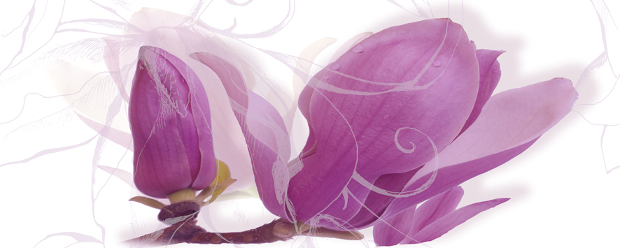 Magnolia Centro (декор)
