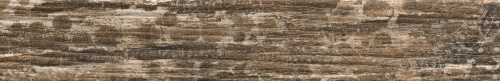 Kentucky Sassafras 1056584