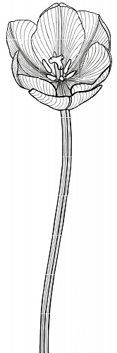 TULI-CHARME 2 60x180