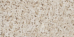 Marvel Terrazzo Mix Warm 30x60 Lappato