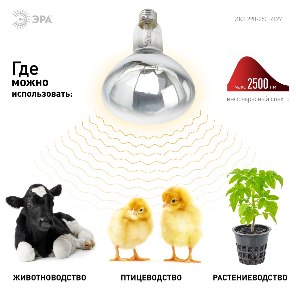 Инфракрасная лампа для обогрева животных и освещения Эра ИКЗ 220-250 R127 E27 Б0055440