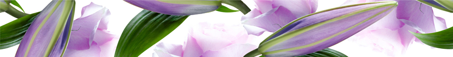 Violetta Listwa