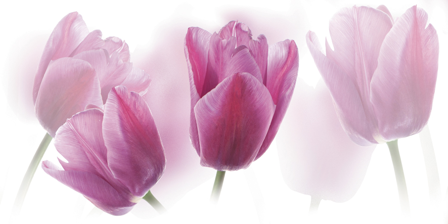 Tulipany Centro (декор)