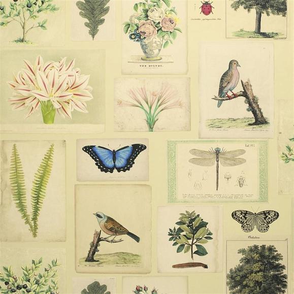 Обои John Derian PJD6001/01 Flora And Fauna Parchment