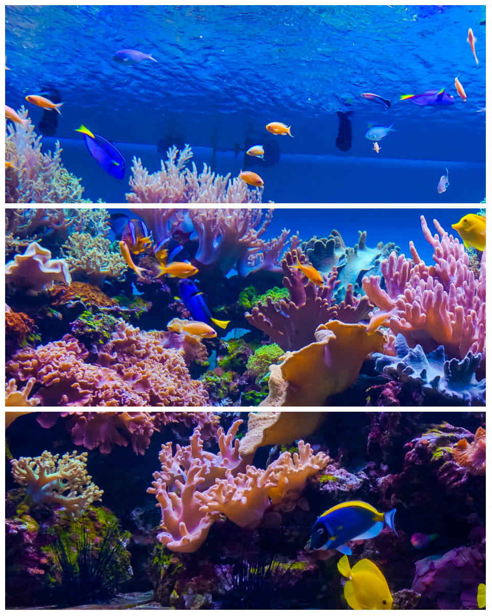 Панно Coralino-3 A