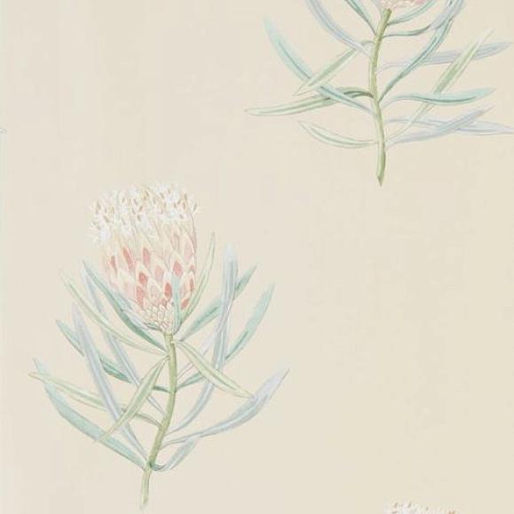 Обои Sanderson 216329 Protea Flower Russet/Green