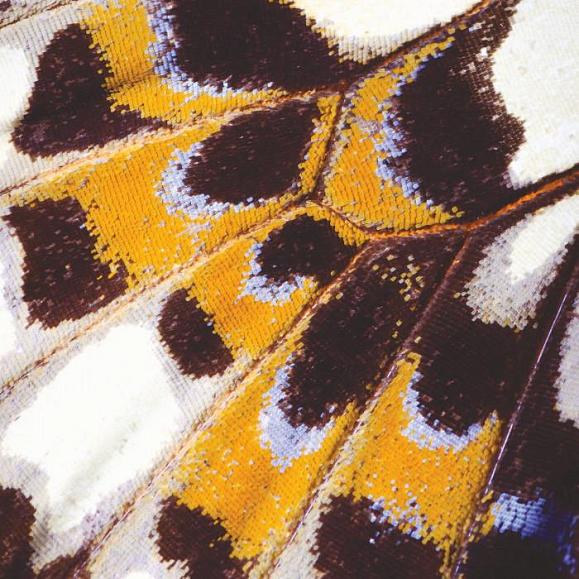 Панно Casadeco NICA87333418_l Mariposa l Orange