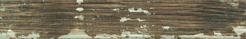 Kentucky Elm 1058458