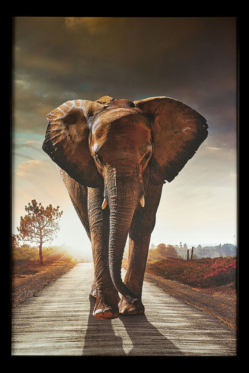 Картина Elephant TD195