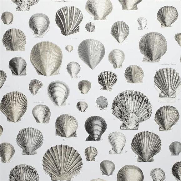 Обои John Derian PJD6000/03 Captain Thomas Brown'S Shells Pearl