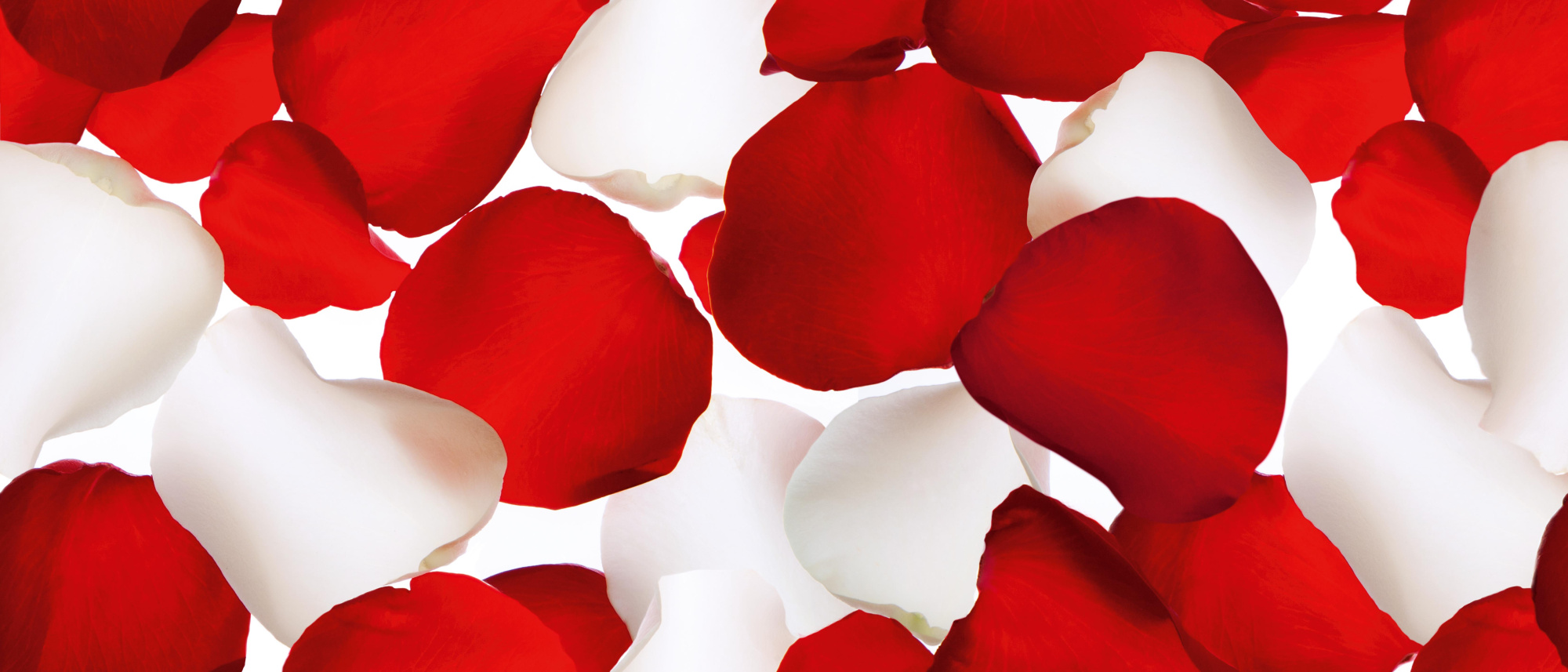 Petals Rojo